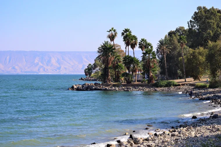 חוף הכנרת עם דקלים ומים רדודים